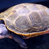 Adult female Diamondback Terrapin. (Photo by NOAA)