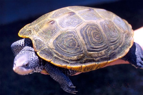 diamondback-terrapin-620 Adult female Diamondback Terrapin. (Photo by NOAA)