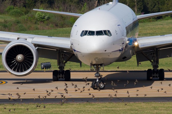 Photo of the Day: ANA's 777 arrival to Washington Dulles is greeted by hundreds of birds. (Photo by Nick Peterman)