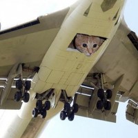Cats on a plane.