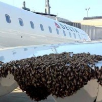 Delta CRJ with bees. (Photo via MyFoxNY)