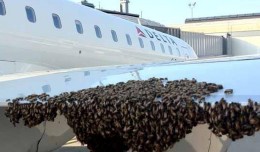 Delta CRJ with bees. (Photo via MyFoxNY)