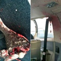 A decapitated bird and the mess it left in the cabin of a Cape Air Cessna 402C. (Photos by Barnstable Municipal Airport, Patrick O'Leary via Cape Cod Times)