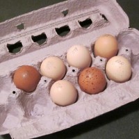 Anyone want a Falcon omelette? (Photo by Gunthercx via wikimedia, CC-BY-SA)