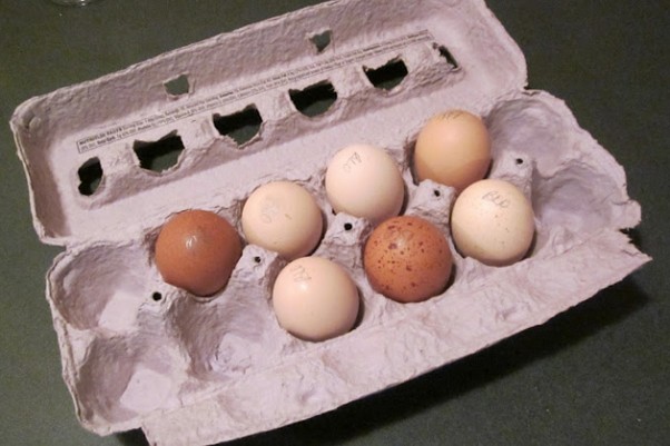 Anyone want a Falcon omelette? (Photo by Gunthercx via wikimedia, CC-BY-SA)