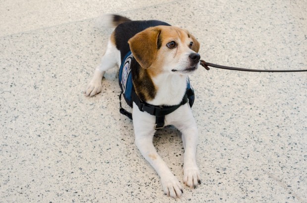 Airport 24/7: Miami Meet Speedy, a member of the MIA Beagle Brigade