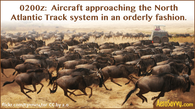 Aircraft stampede to the tracks