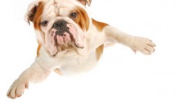 Flying bulldog