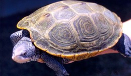 Adult female Diamondback Terrapin. (Photo by NOAA)