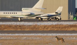 A furry planespotter roams Anoka County-Blaine Airport (ANE) near Minneapolis