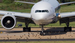 Photo of the Day: ANA's 777 arrival to Washington Dulles is greeted by hundreds of birds. (Photo by Nick Peterman)