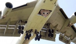 Cats on a plane.