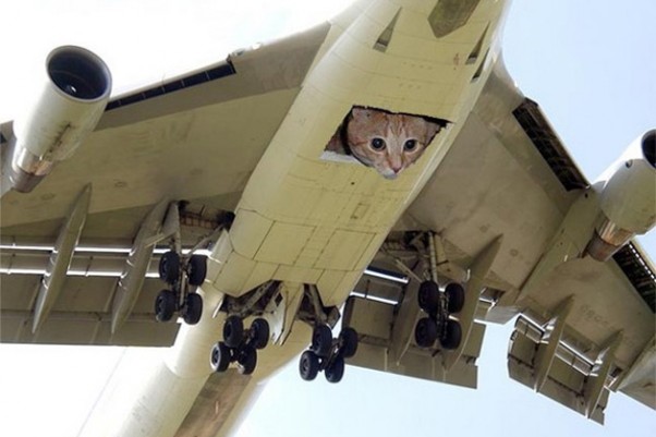 Cats on a plane.