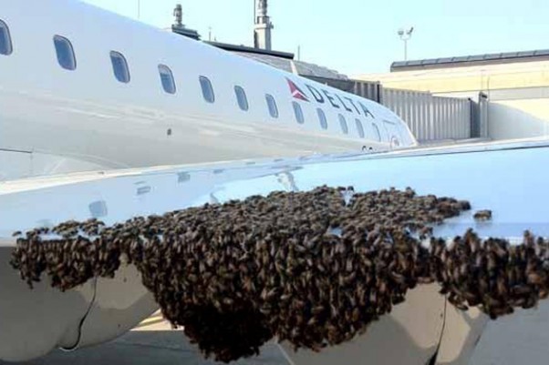 Delta CRJ with bees. (Photo via MyFoxNY)