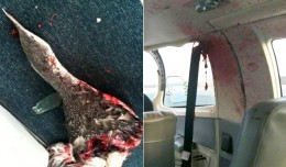 A decapitated bird and the mess it left in the cabin of a Cape Air Cessna 402C. (Photos by Barnstable Municipal Airport, Patrick O'Leary via Cape Cod Times)