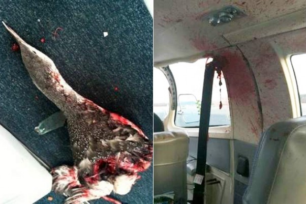 A decapitated bird and the mess it left in the cabin of a Cape Air Cessna 402C. (Photos by Barnstable Municipal Airport, Patrick O'Leary via Cape Cod Times)