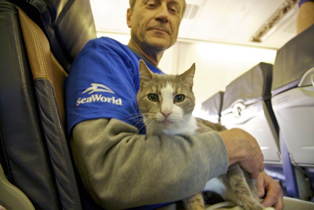 southwest airlines cat travel